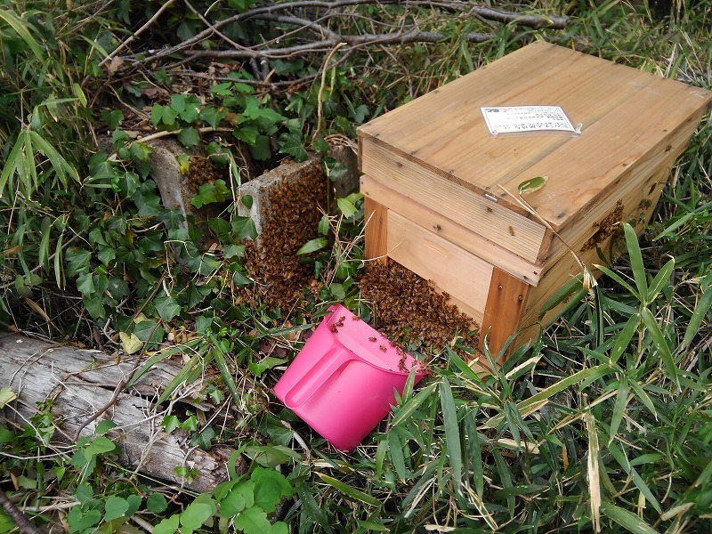 分蜂群捕獲状況: 太陽のしずく 大地の響